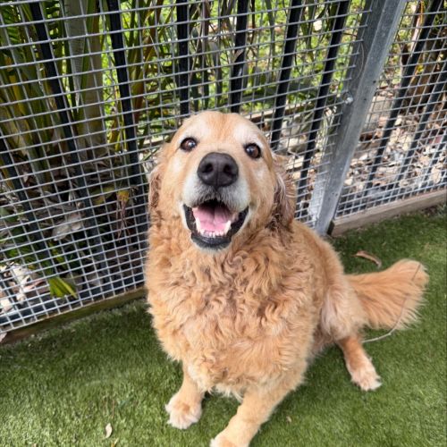 Nala - Golden Retriever x Poodle (Standard) Dog