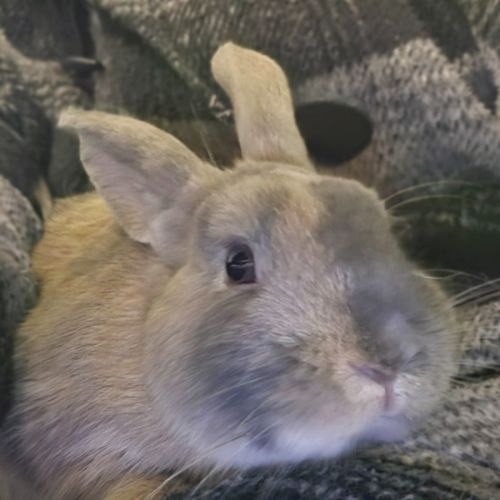 Thunder & Piepie - Harlequin Rabbit