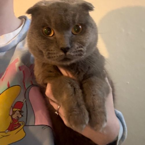Egg - Scottish Fold Cat