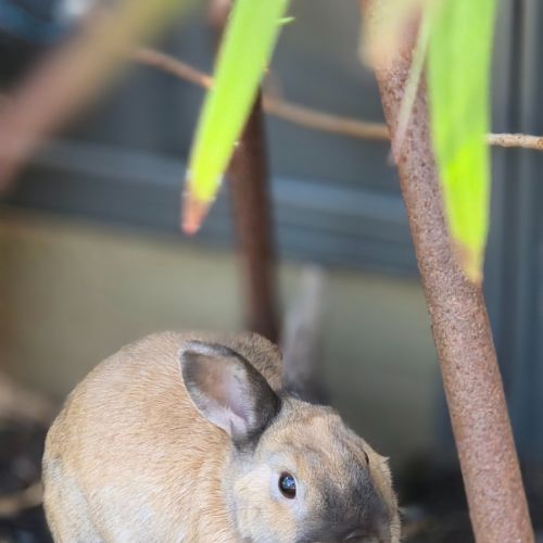 Dusty - Dwarf Rabbit