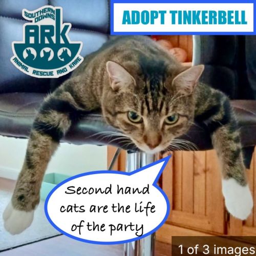 Tinkerbell - Domestic Short Hair (DSH) Cat