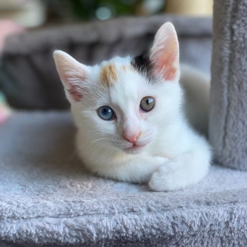 Posie 💐 - Domestic Short Hair (DSH) Cat