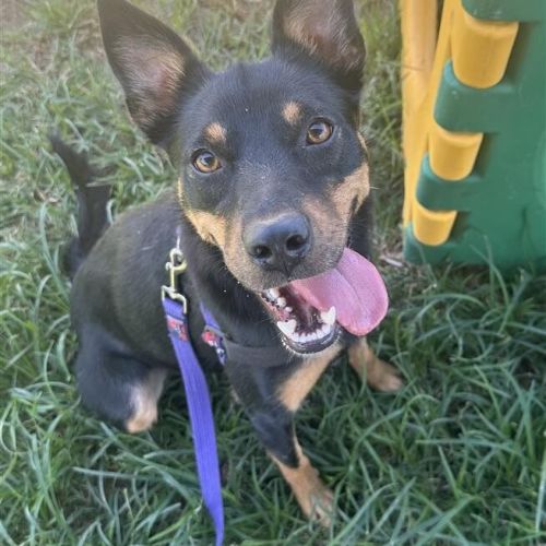 Luna - Australian Kelpie Dog