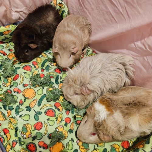 Gout Gout, Stewart, Scruff & Scratch(desexed male) -  Guinea Pig
