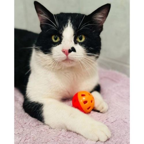 12502 - Spike - Domestic Short Hair (DSH) Cat