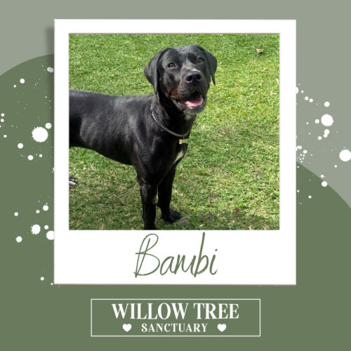 Bambi - Great Dane Dog