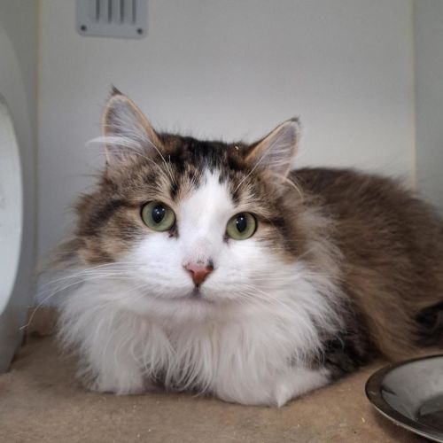 Chex - Domestic Medium Hair Cat