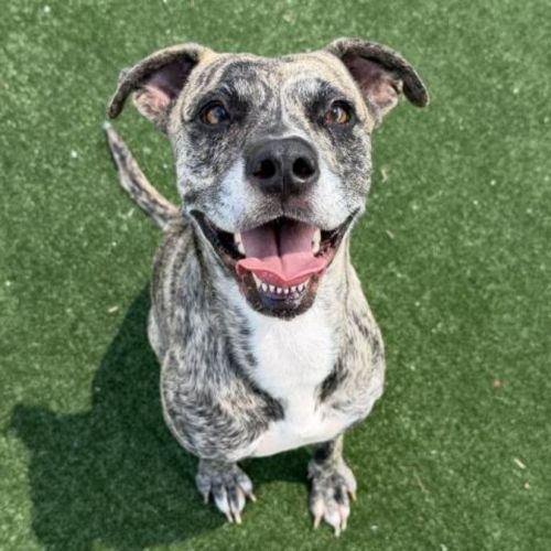 Mini imp 205 - Bullmastiff Dog