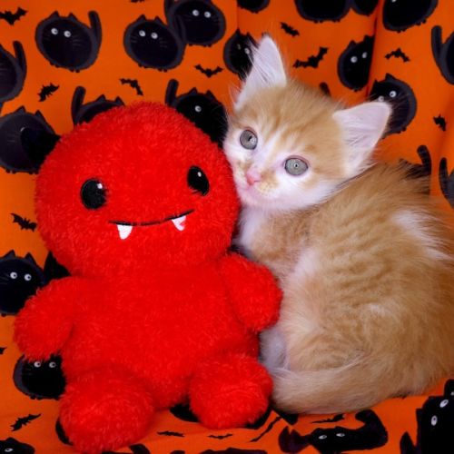 Morpheus - Domestic Short Hair (DSH) Cat