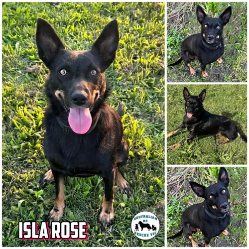 Isla Rose  - Australian Kelpie Dog