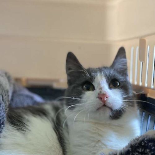 Dimple - Domestic Short Hair (DSH) Cat
