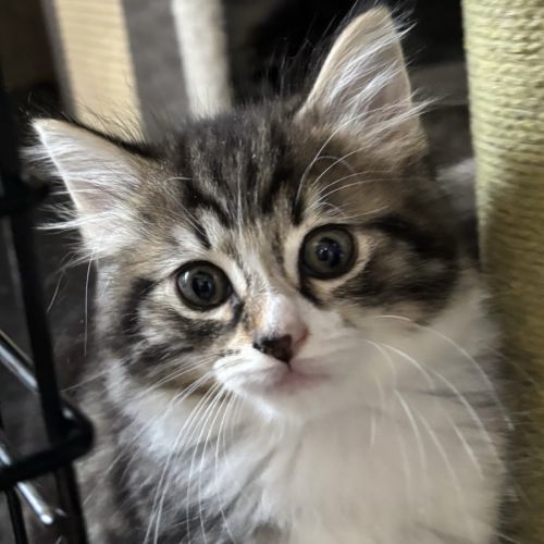 Cove - Domestic Medium Hair (DMH) Cat