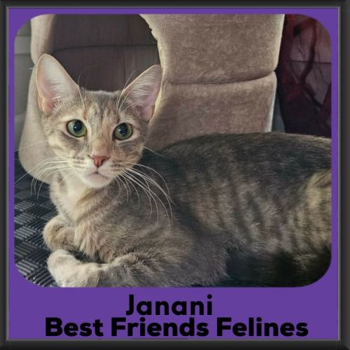 Janani - Domestic Short Hair (DSH) Cat
