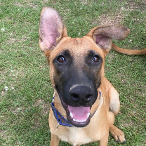 Bennie - Belgian Malinois Dog