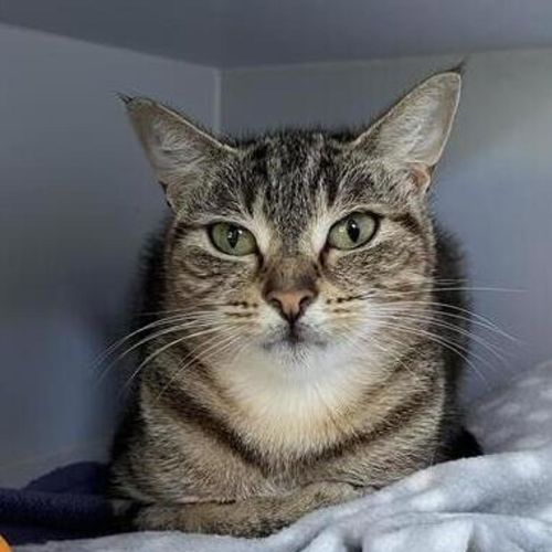 Autumn - Domestic Short Hair Cat