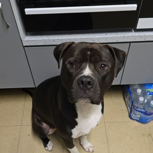 Yogi - Neapolitan Mastiff Dog