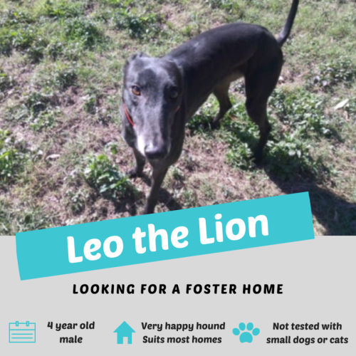 Leo the Lion - Greyhound Dog