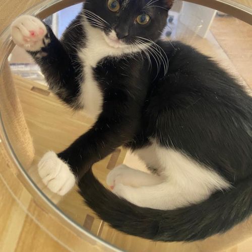 Audrey - Domestic Short Hair (DSH) Cat