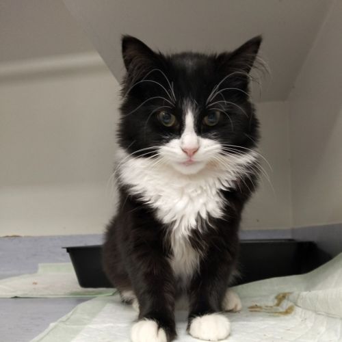 Calypso - Domestic Long Hair (DLH) Cat