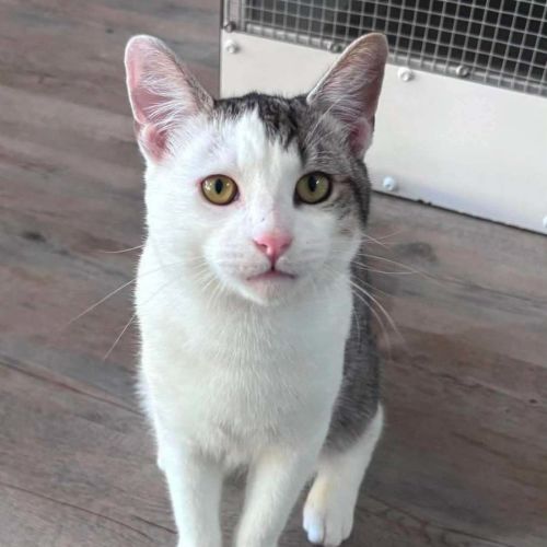Coconut - Domestic Short Hair (DSH) Cat