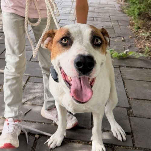 Beanie - Bullmastiff x Staffordshire Bull Terrier Dog