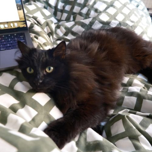 Rollie - Domestic Medium Hair (DMH) Cat