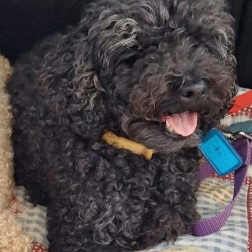 Riley - Poodle (Toy) Dog