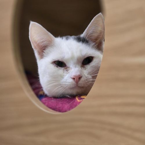 🛴 Cousin Kip 7250 🛴 - Domestic Short Hair (DSH) Cat