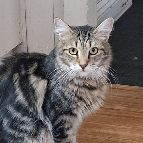 Bart - Domestic Medium Hair (DMH) Cat
