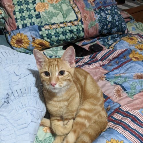 Tigger - Domestic Short Hair (DSH) Cat