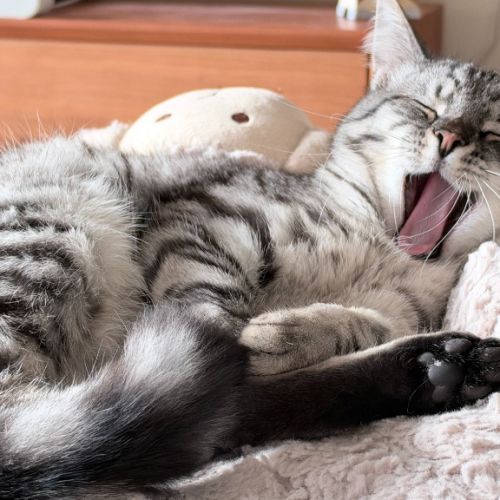 Tinsel - Domestic Short Hair (DSH) Cat