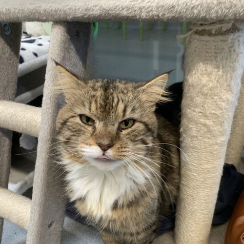 Jeffrey - Domestic Medium Hair Cat