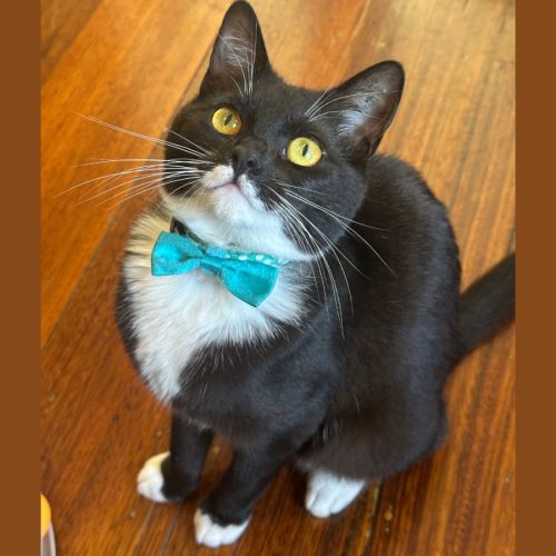 Peppa Rose - Domestic Short Hair (DSH) Cat