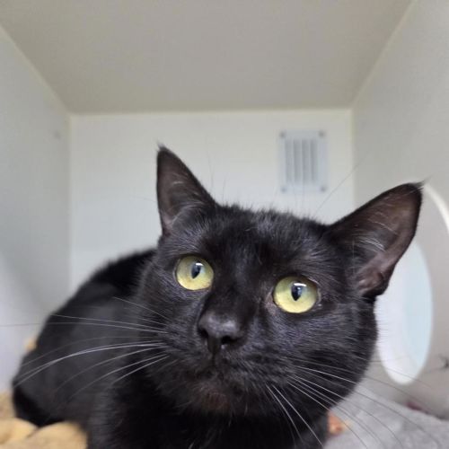 Spaghetti - Domestic Short Hair Cat