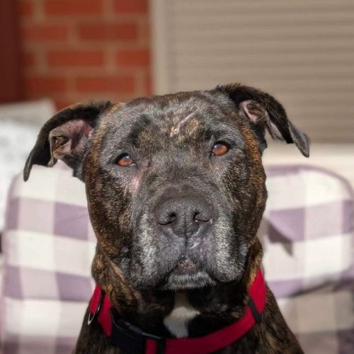 Bella - Boxer x Staffordshire Bull Terrier Dog