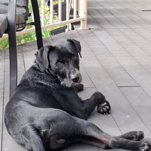 Billy (60926) - Staghound Dog