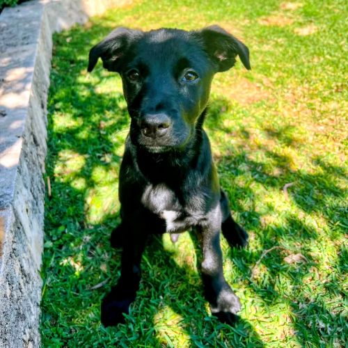 Danny - Border Collie x Rottweiler Dog
