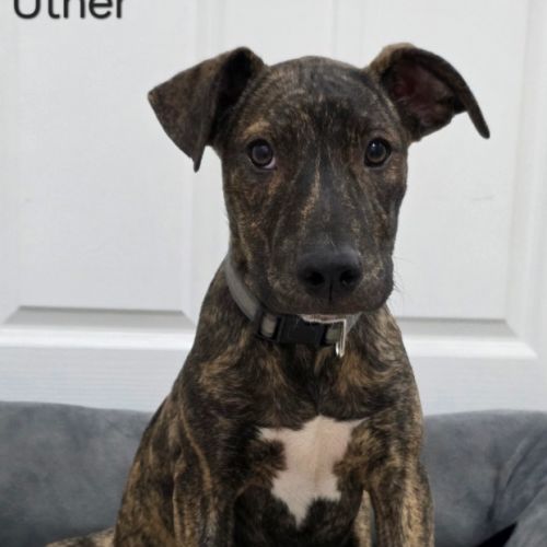 Uther - Bull Arab Dog