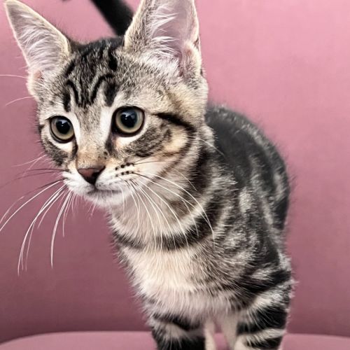 Toffee - Domestic Short Hair (DSH) Cat