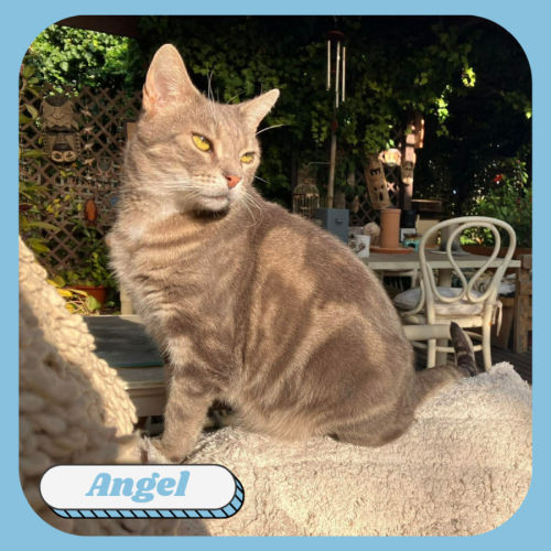 Angel - Domestic Short Hair (DSH) Cat