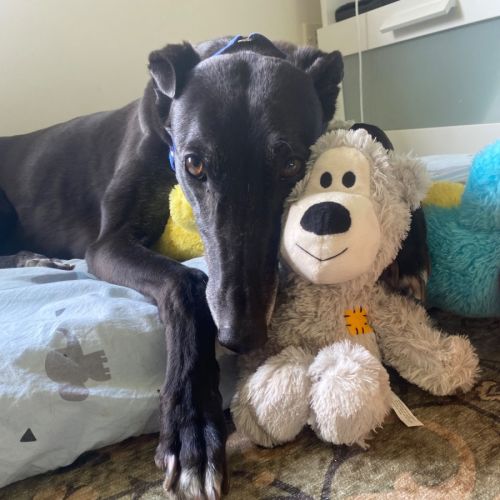 Mia - Greyhound Dog