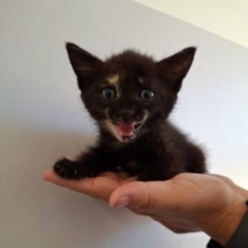 Espresso - Domestic Short Hair (DSH) Cat