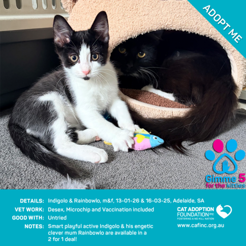Indigolo and Rainbowlo - Domestic Medium Hair (DMH) Cat