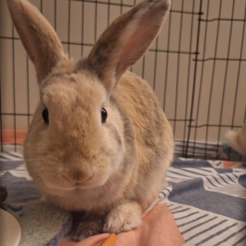 Haysy - Harlequin Rabbit