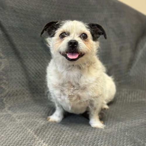 Marty - Mixed breed Dog