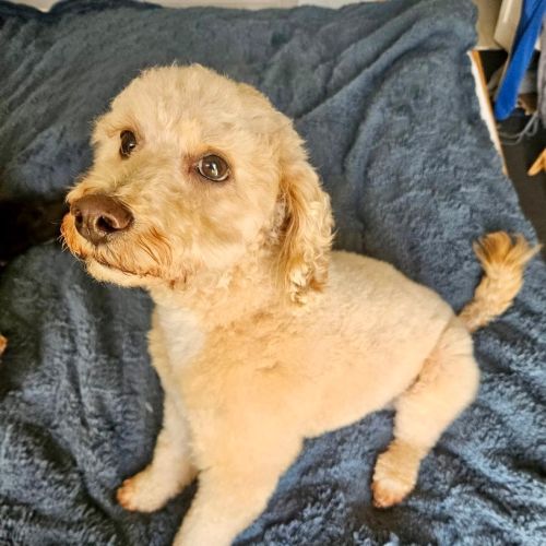 Harry - Cavalier King Charles Spaniel x Poodle Dog