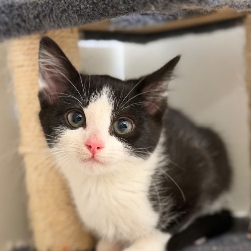 Scarlett - Domestic Short Hair (DSH) Cat