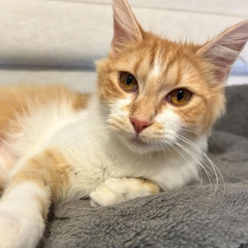 Grace - Domestic Medium Hair (DMH) Cat