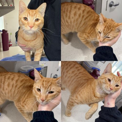 Chips - Domestic Short Hair (DSH) Cat