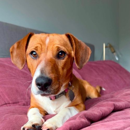 Lagos - Dachshund x Jack Russell Terrier Dog